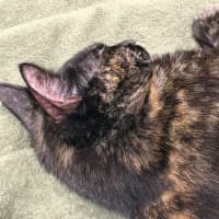 Photo of Magnolia 