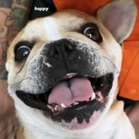 Photo of Lulu 🌸 Assisted Rehome