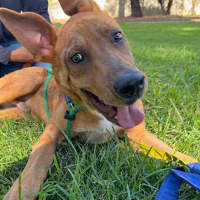 Photo of Dudley