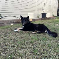 Photo of Black Forest