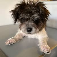 Photo of Daisy