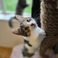 Photo of Hazelnut   In Foster Care In Northcote