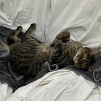 Photo of Dolly   In Foster Care In South Yarra