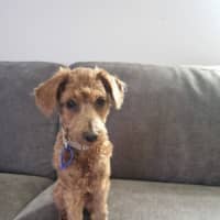 Photo of Dewey   4 Month Old Toy Poodle