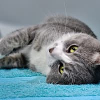 Photo of Squishmallow