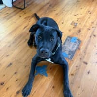 Photo of Stitch