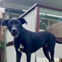 Photo of Tasha *$350 Adoption Fee*