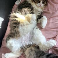 Photo of Frankie Sta014203