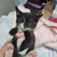 Photo of Beetlejuice 