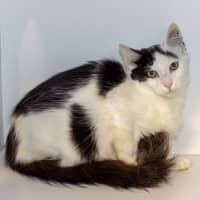 Photo of Gomer