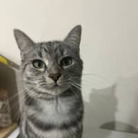 Photo of Grey