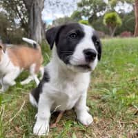 Photo of Cinnamon Satin