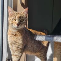 Photo of Willow