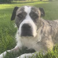 Photo of Lucy *$350 Adoption Fee*