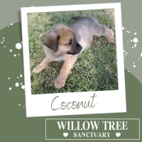 Photo of Coconut