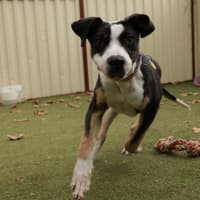 Photo of Pongo