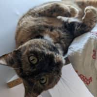 Photo of Lilli