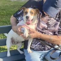 Photo of Roxy   2 Year Old Jack Russell