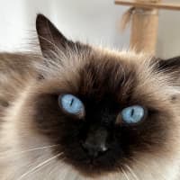 Photo of C1629 Gemma