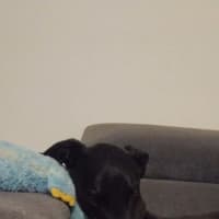 Photo of Barney 