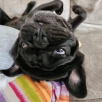 Photo of Paddy   3 Year Old Pug