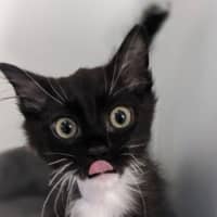 Photo of Lucky