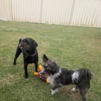 Photo of Mimi   3 Year Old Maltese X Poodle