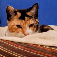 Photo of Salsa
