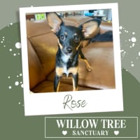 Photo of Rose