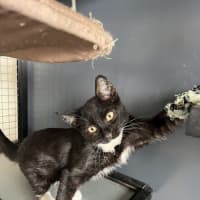 Photo of Jack   Now At Pet Quarters Thornton