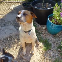 Photo of Russell *$150 Adoption Fee*