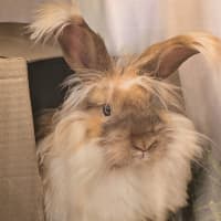 Photo of Cotton Candy (W Pebbles)