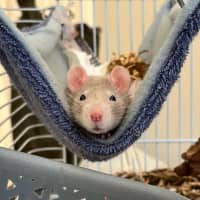 Photo of Sprig / Clover