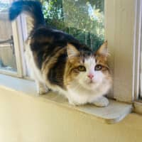 Photo of Paddington Ii