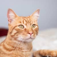 Photo of Pumpkin