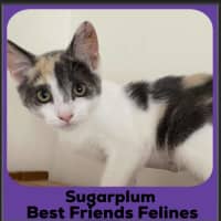 Photo of Sugarplum 