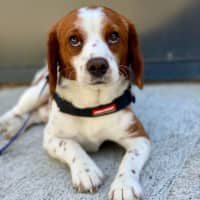 Photo of Bagel