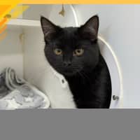 Photo of Pepper