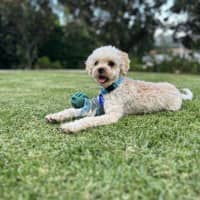 Photo of Cruiser   1 Year Old Cavoodle X