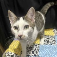 Photo of Affectionate Ash