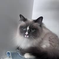 Photo of Shadow 