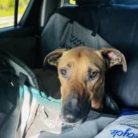 Photo of Dexter