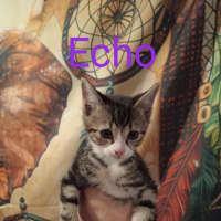 Photo of Echo
