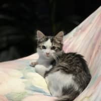 Photo of Bean Sprout