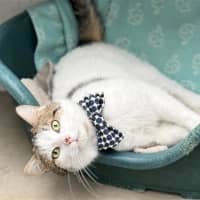 Photo of Professor Meow