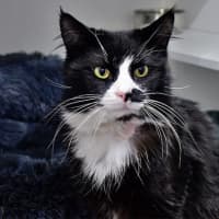 Photo of Mistoffelees