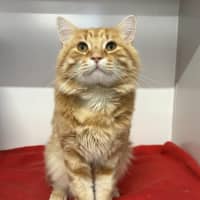 Photo of Armani Bulleau