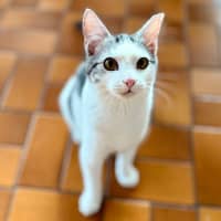 Photo of Clyde   Meet Me At Vets On Parker Templestowe