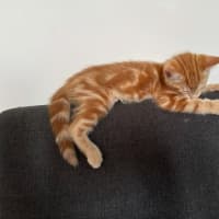 Photo of Merv