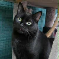 Photo of Ebba ** 2nd Chance Cat Rescue **